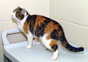 Cloned cat (CC) showing different fur pattern from original calico