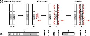 Molecular steps of X-inactivation