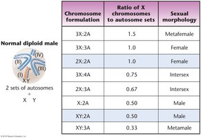 Table of X:A ratios and resulting sexual morphologies in Drosophila
