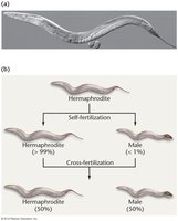 Diagram of self-fertilization and cross-fertilization in C. elegans