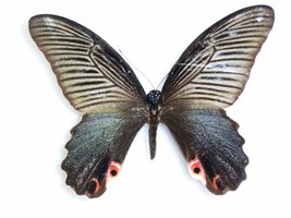 Butterfly example of XX/XO sex determination