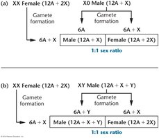 Diagram illustrating homogametic and heterogametic sexes