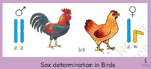 Sex determination in birds: ZZ male and ZW female