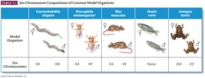 Table of sex chromosome compositions in common model organisms