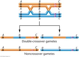 Double crossover event and gamete products