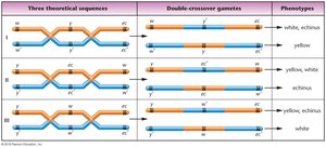 Three theoretical gene sequences and double crossover gametes