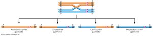 Single crossover event producing parental and recombinant chromosomes