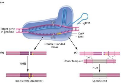 CRISPR-Cas9 genome editing mechanism