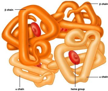 Quaternary structure of hemoglobin