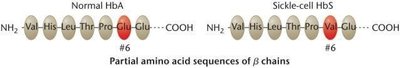 Amino acid sequence comparison of HbA and HbS beta chains