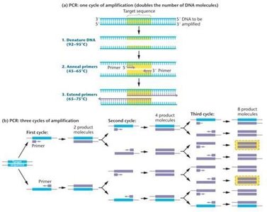 PCR amplification cycles