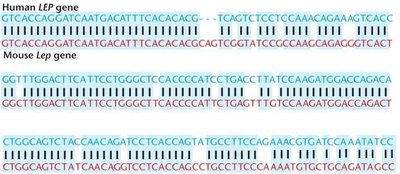 Comparison of human LEP and mouse Lep gene sequences