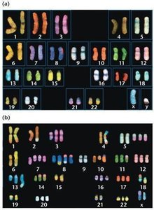 Spectral karyotype of normal and cancer cells