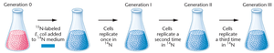 Diagram of E. coli grown in 15N then 14N media over generations