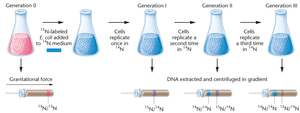 Results of Meselson-Stahl experiment showing DNA bands after centrifugation