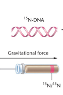 Detailed results of Meselson-Stahl experiment with DNA bands