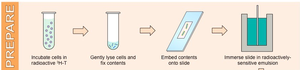 Preparation steps for autoradiography in eukaryotic DNA replication