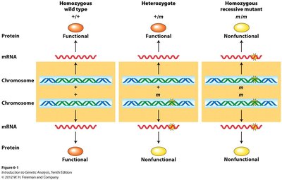 Enzyme activity and gene dosage in haplosufficiency and haploinsufficiency