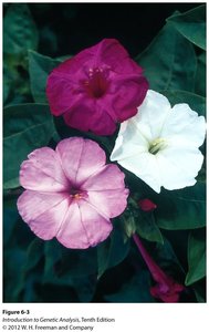 Incomplete dominance in flower color