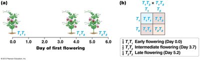 ABO blood group codominance