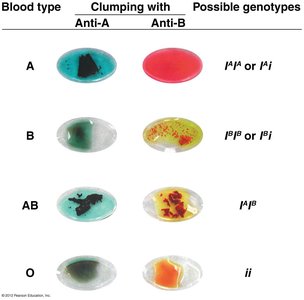 ABO blood group genotypes and phenotypes