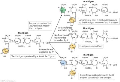 Molecular basis of ABO blood group antigens