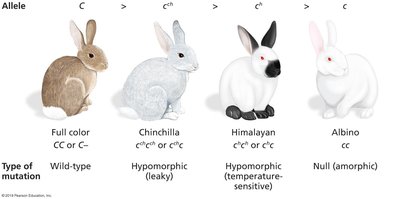 Rabbit coat color allelic series