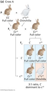 Rabbit coat color cross A