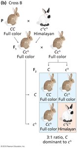 Rabbit coat color cross B