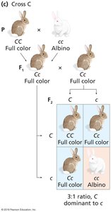 Rabbit coat color cross C