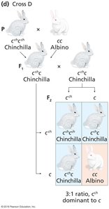 Rabbit coat color cross D