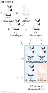 Rabbit coat color cross E