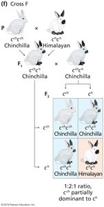 Rabbit coat color cross F