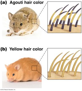 Agouti and yellow hair color in mice