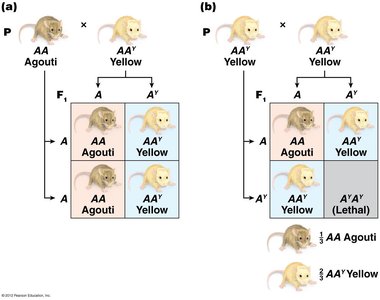 Agouti gene cross and lethal allele