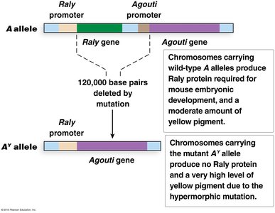 Molecular basis of AY allele in mice