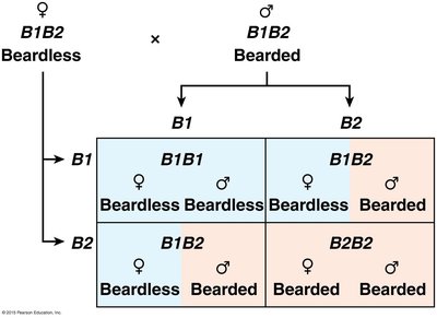 Polydactyly: incomplete penetrance
