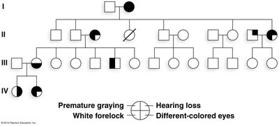Pedigree showing variable expressivity in Waardenburg syndrome
