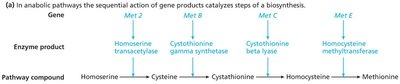 Anabolic pathway: methionine biosynthesis