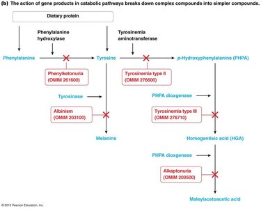 Catabolic pathway: phenylalanine and tyrosine breakdown