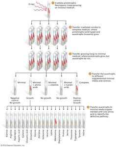 Genetic dissection in Neurospora