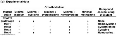 Experimental data for pathway dissection