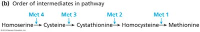 Order of intermediates in pathway