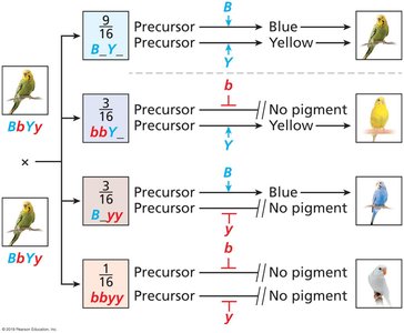 Epistasis in budgerigar feather color