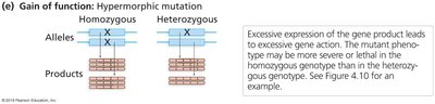 Hypermorphic mutation: gain of function