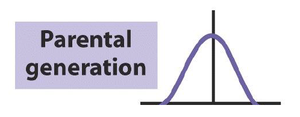 Distribution of parental generation phenotypes