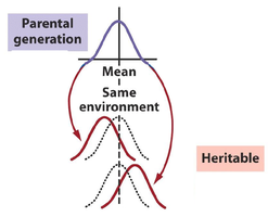 Selection experiment showing heritable change in phenotype under constant environment