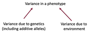 Diagram showing partitioning of phenotypic variance into genetic and environmental components