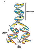 Watson-Crick DNA model and DNA replication
