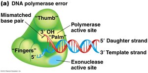 DNA polymerase error and proofreading